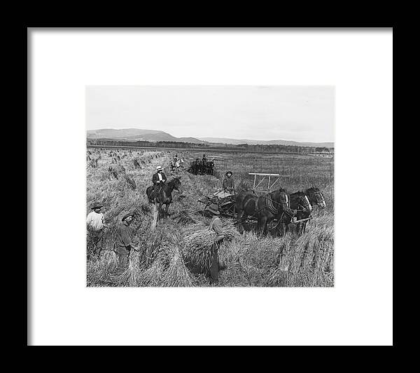 Horse Framed Print featuring the photograph Harvest At Molong by Epics