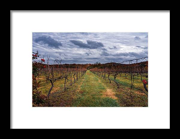 Autumn Framed Print featuring the photograph Harvested Grapevines by Robert FERD Frank