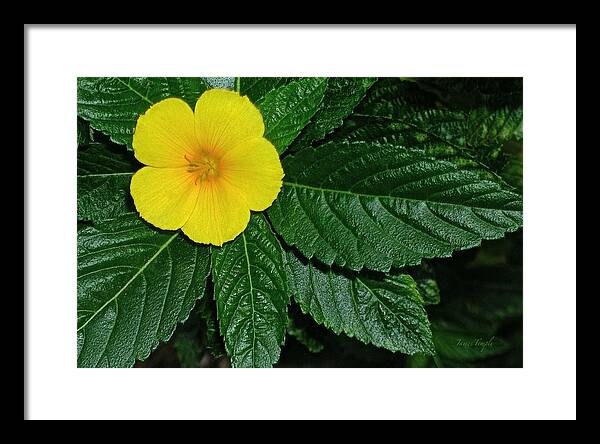 Yellow Alder Framed Print featuring the photograph Hawaii's Yellow Alder by James Temple