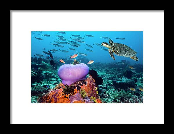 Animals In The Wild Framed Print featuring the photograph Hawksbill Turtle Eretmochelys Imbricata by Georgette Douwma