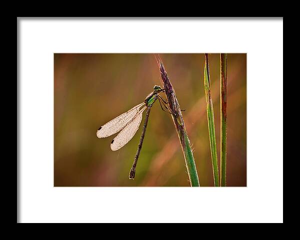 Dragonfly Framed Print featuring the photograph Hdr09 by Gordon Semmens