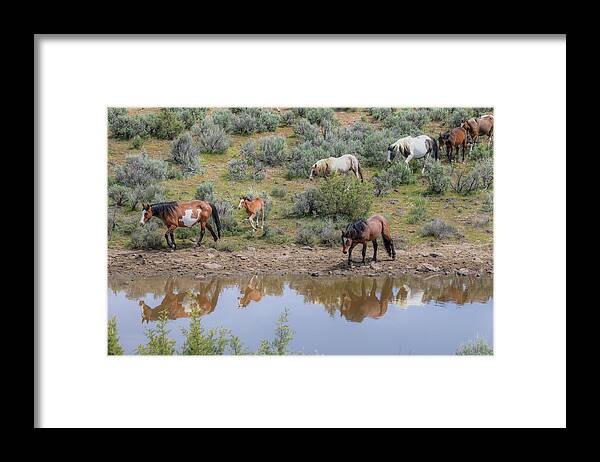 Wild Horses Framed Print featuring the photograph Heading to the Waterhole - South Steens Mustangs 0989 by Kristina Rinell