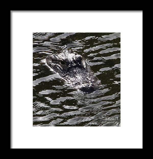 Heads Framed Print featuring the photograph Heads Up Gator Before The Storm by Philip And Robbie Bracco