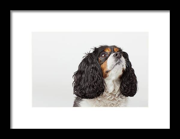 Pets Framed Print featuring the photograph Headshot Of Cavalier King Charles by Compassionate Eye Foundation/david Leahy