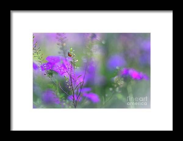 Purple And Lavender Phlox Framed Print featuring the photograph Heartsong In The Meadow by Mary Lou Chmura