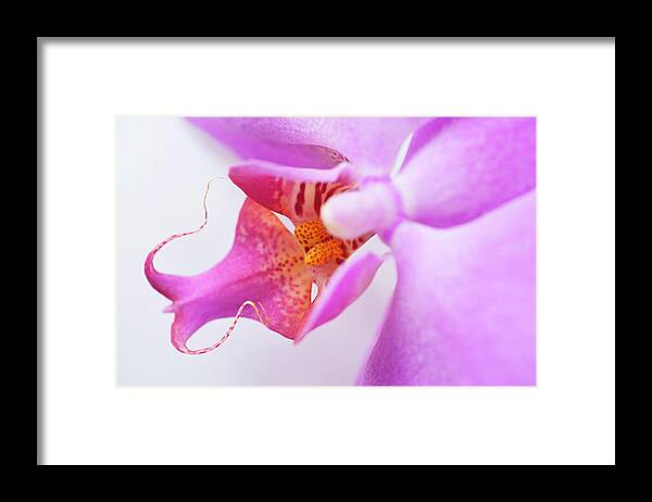 Single Object Framed Print featuring the photograph Heaven Must Have Sent You by Debralee Wiseberg