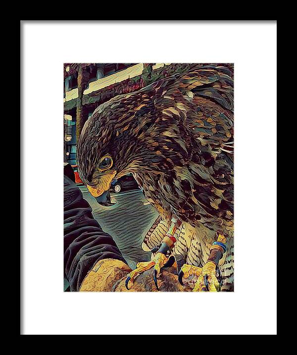 Bird Framed Print featuring the photograph Hector The Harris Hawk by Jack Torcello