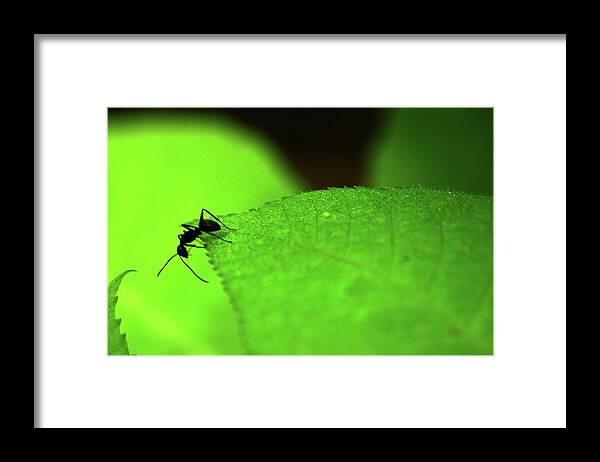 Ant Framed Print featuring the photograph Hellloooo by Lisa Burbach