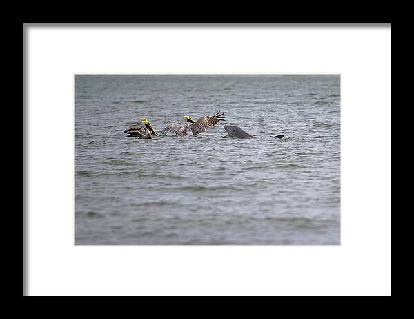Wildlife Photography Framed Print featuring the photograph Hello Friends Pelicans and Dolphin by T Lynn Dodsworth