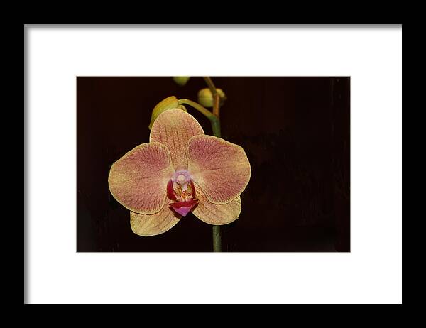 Flower Framed Print featuring the photograph Hello, Orchid by Lin Grosvenor
