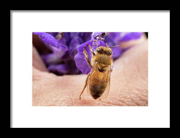 Helping Hand Bee Bees Honey Honeybee Apiary Insect Macro Close-up Closeup Close Up Flower Nature Brian Hale Brianhalephoto Framed Print featuring the photograph Helping Hand by Brian Hale