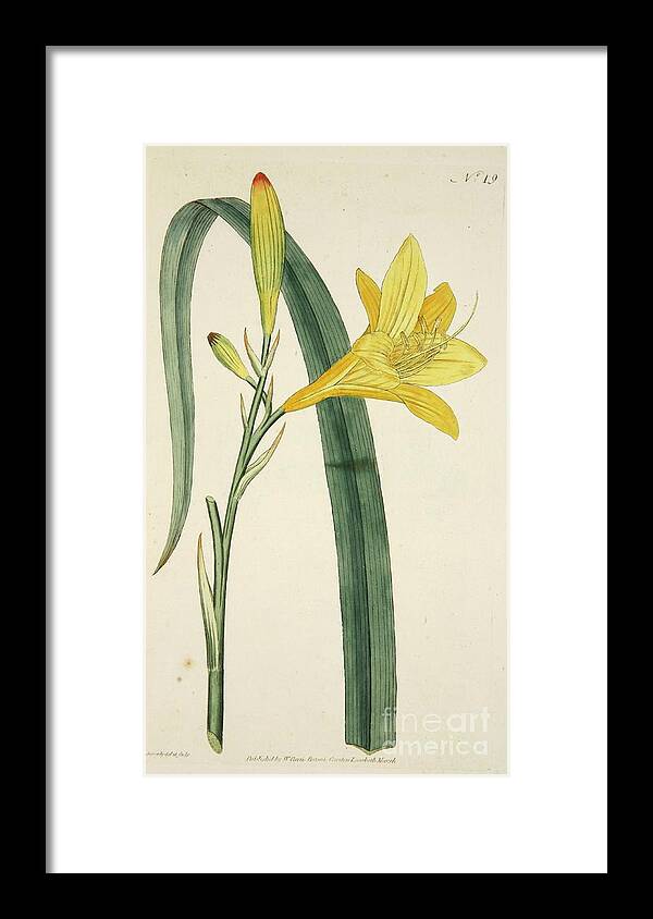 Yellow Framed Print featuring the drawing Hemerocallis Flava Yellow Day Lily by Heritage Images
