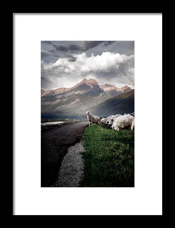 Mountain Framed Print featuring the photograph Herd Leader by Maciej