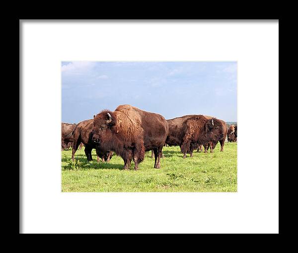Horned Framed Print featuring the photograph Herd Of American Buffalo Bison by Stockcam