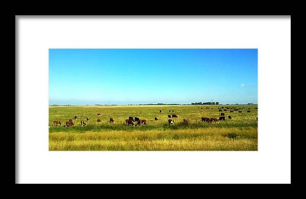 Grass Framed Print featuring the photograph Herd Of Cattle Grazing On Grass by My1stimpressions.com