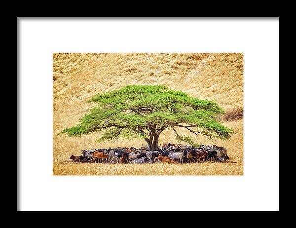 Tanzania Framed Print featuring the photograph Herd Of Cattle Under Acacia Tree In A by Cinoby