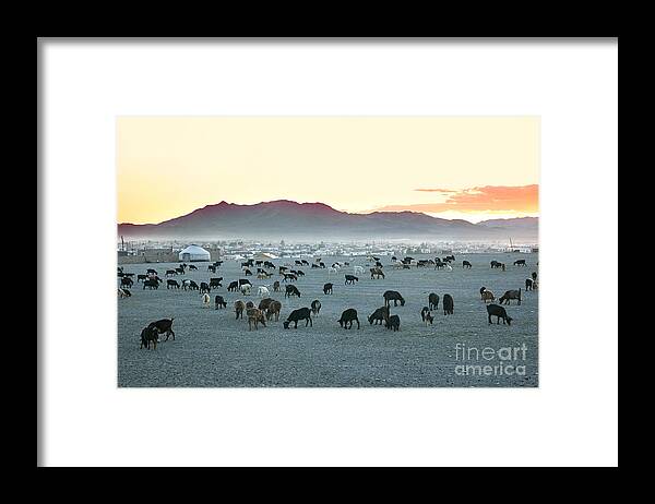 Tent Framed Print featuring the photograph Herd Of Goats In The Sunset by Joyfull