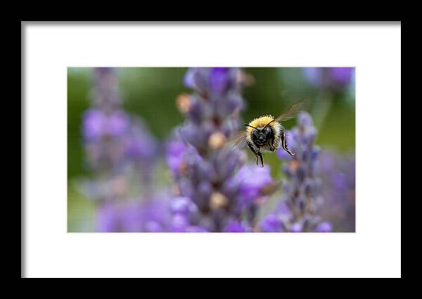#bee Framed Print featuring the photograph Here I Come by Elaine Henshaw