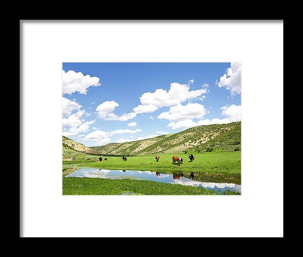Grass Framed Print featuring the photograph Hereford Cattle Grazing In High Pasture by John P Kelly
