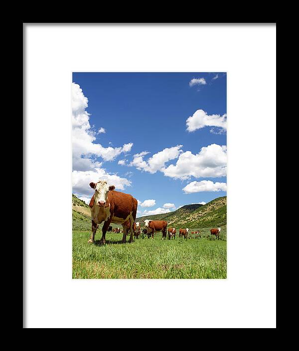 Grass Framed Print featuring the photograph Hereford Cows In High Pasture by John P Kelly