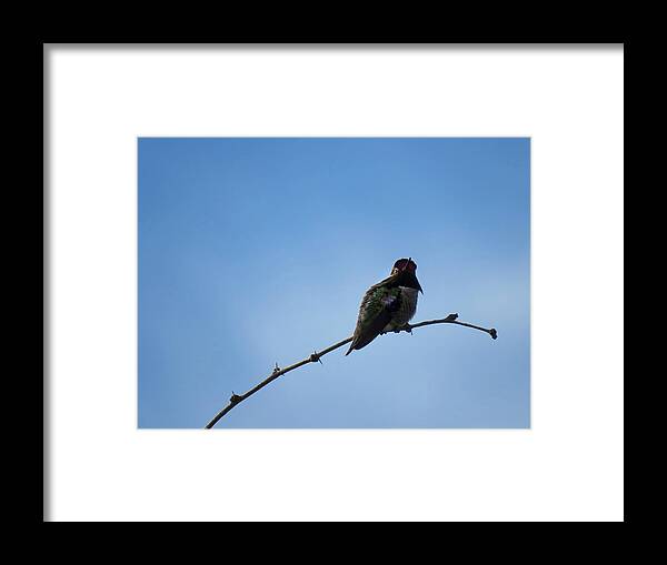 Animals Framed Print featuring the photograph Here's Looking At You by Judy Kennedy