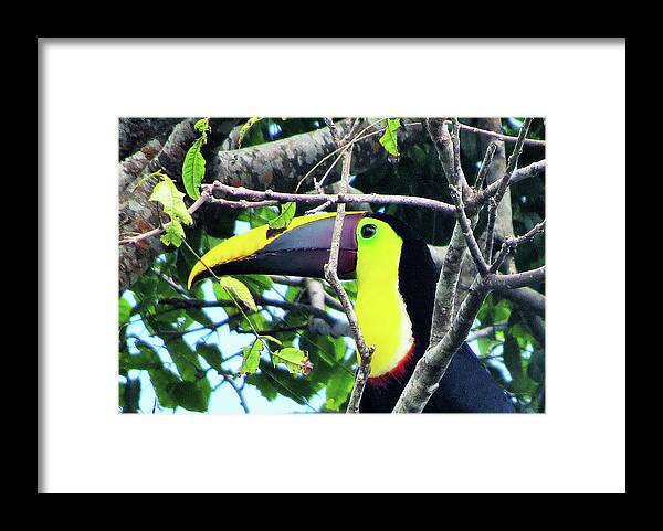 Toucan Framed Print featuring the photograph Here's Looking at You by Leslie Struxness