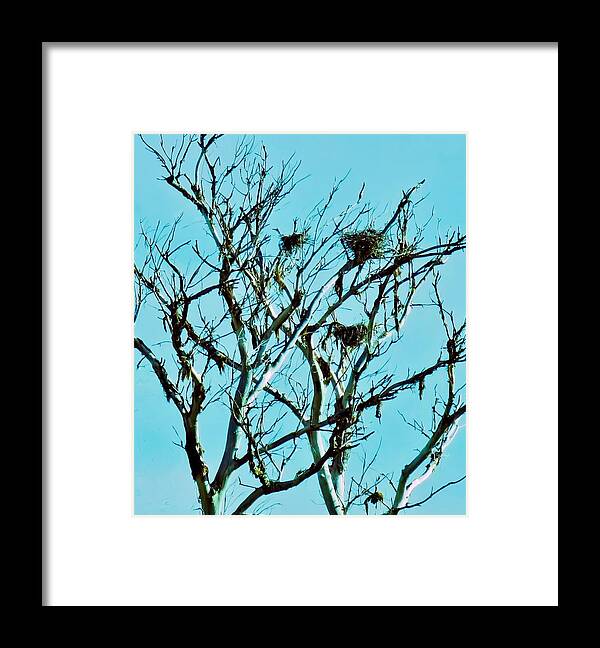 Arizona Framed Print featuring the photograph Heron Nests by Judy Kennedy