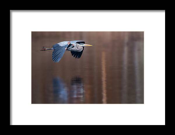 Heron Framed Print featuring the photograph Heron Reflections by Bill Wakeley