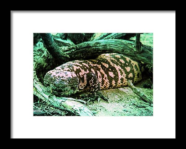 Animals Framed Print featuring the photograph Hi by Judy Kennedy