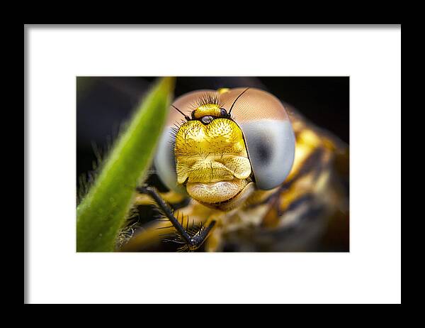 Insect Framed Print featuring the photograph Hi by Mustafa ztrk