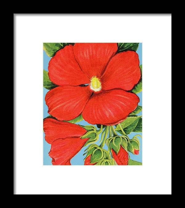 Bloom Framed Print featuring the drawing Hibiscus Blossom by CSA Images