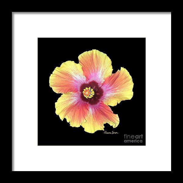 Hibiscus Framed Print featuring the photograph Hibiscus by Heather Schaefer