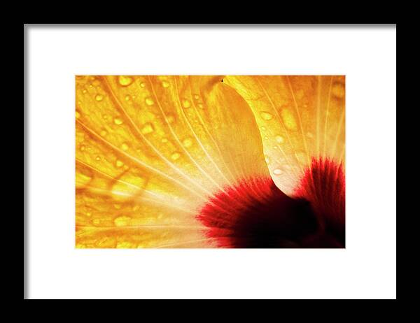 Hibiscus Framed Print featuring the photograph Hibiscus Petals by Christopher Johnson