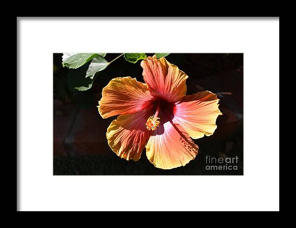 Hibiscus Framed Print featuring the digital art Hibiscus by Yenni Harrison