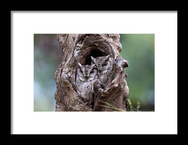 Owl Framed Print featuring the photograph Hidden by Sarosh Lodhi