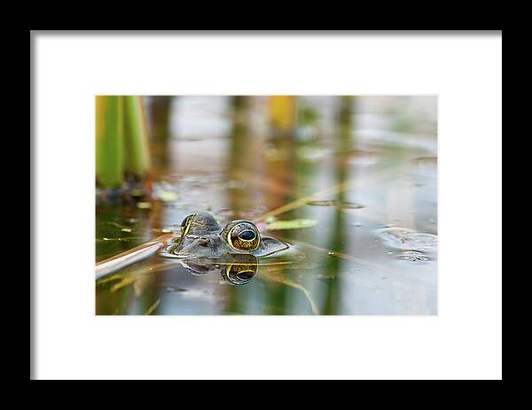 Hiding Framed Print featuring the photograph Hiding Frog by Michal Cialowicz