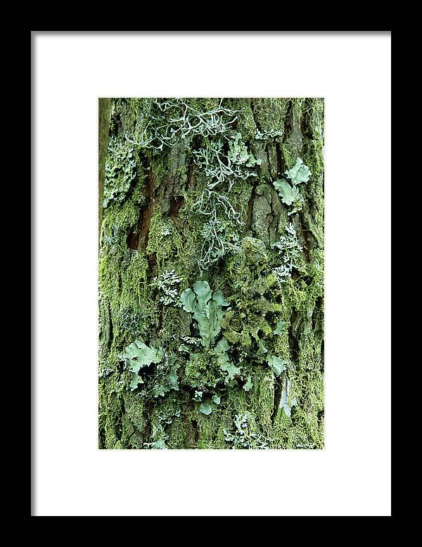 One Animal Framed Print featuring the photograph High Casqued Chameleon Chamaeleo by Art Wolfe