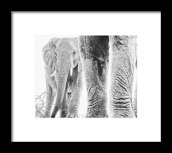 Elephant Framed Print featuring the photograph High key African Elephants by Mark Hunter
