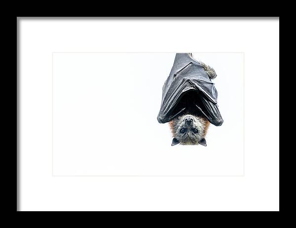 Flying-fox Framed Print featuring the photograph High-key Portrait Of Grey-headed Flying-fox Bat Hanging by Doug Gimesy / Naturepl.com