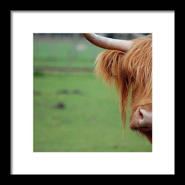 Horned Framed Print featuring the photograph Highland Cow by Johncairns