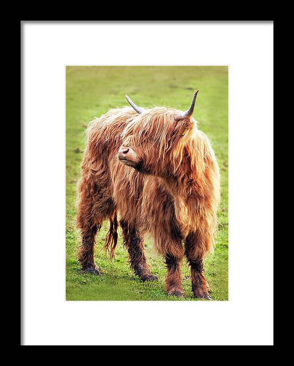Horned Framed Print featuring the photograph Highland Cow by Ray Bradshaw