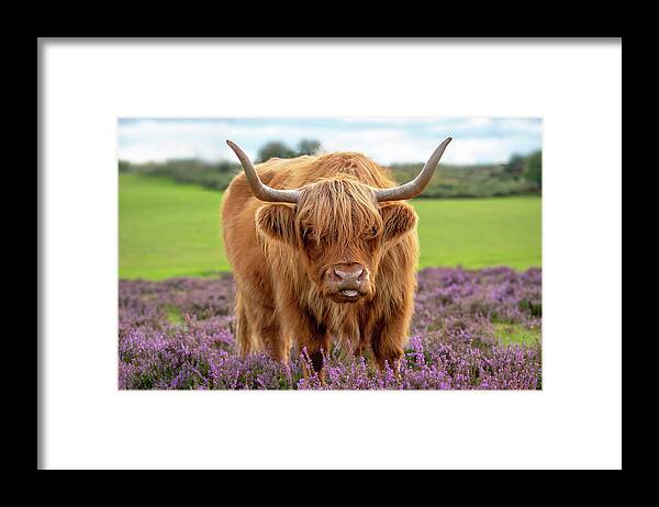 Highland Framed Print featuring the photograph Highland by Jacky Parker