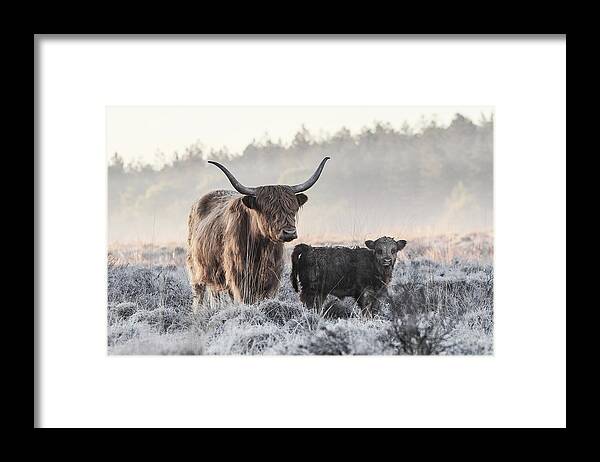 Highland Cow Framed Print featuring the photograph Highlander And Calf by Jaap Van Den