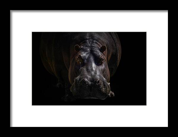 Nature Framed Print featuring the photograph Hippo by Jealousy