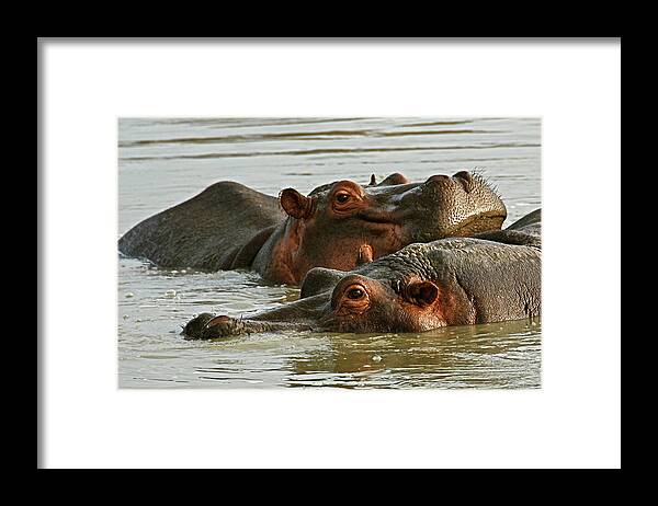 Hippopotamus Framed Print featuring the photograph Hippo Resting Its Head by Peter Stanley / Www.photopoa.com