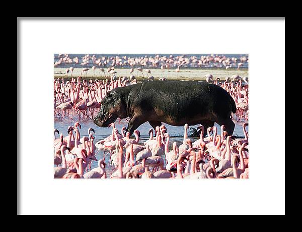 Kenya Framed Print featuring the photograph Hippopotamus Hippopotamus Amphibius By by Darrell Gulin