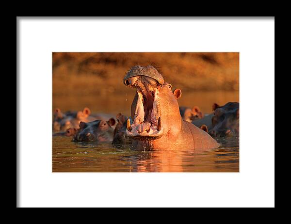 Hippopotamus Framed Print featuring the photograph Hippopotamus Hippopotamus Amphibius by David Fettes