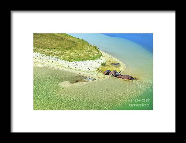 Hippo Framed Print featuring the photograph Hippopotamus on a river by Benny Marty