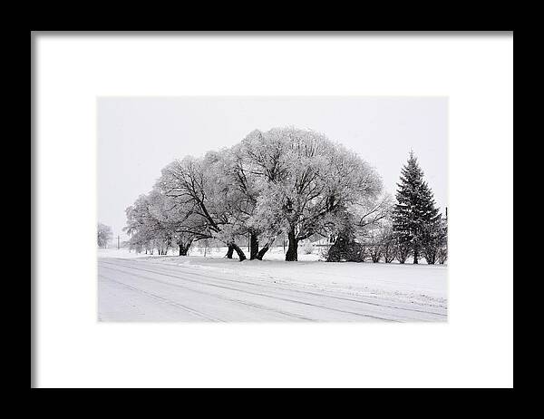 Hoar Frost Snow Road Trees Iced Trees Hoar On Trees Night Shots Negative Image Snow Snowy Iced Trees Framed Print featuring the photograph Hoar frost in trees by David Matthews