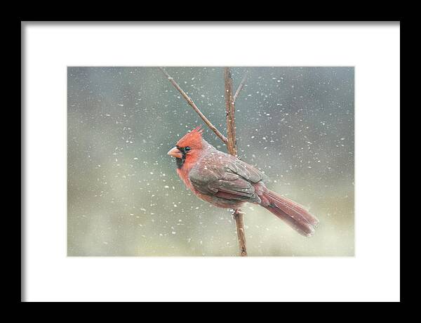 Cardinal Framed Print featuring the photograph Hold On Baby It's Snowing by Jai Johnson